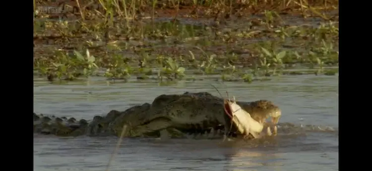 Nile crocodile (Crocodylus niloticus) as shown in Africa - The Future